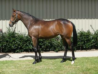 Celebrity Dream (NZ) Pictured as a Yearling